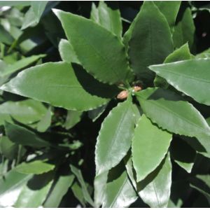Buy cheap Height 160cm Artificial Potted Floor Plants Plastic Laurel Tree from wholesalers