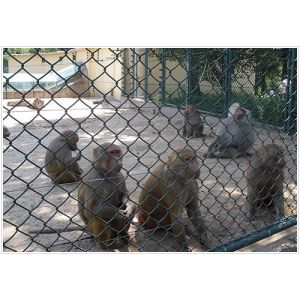 Buy cheap PVC Coated Chain Link Fence from wholesalers