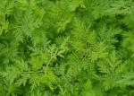 Buy cheap Artemisia Annua Extract  99% Purity Artemisinin Powder CAS 63968 64 9 from wholesalers