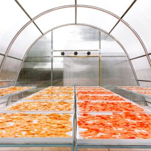 Buy cheap Stable Structure Vegetable and Herb Drying Greenhouse with Advanced Ventilation Technology from wholesalers