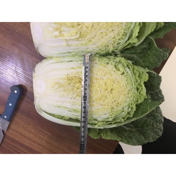 Quality Natural Hue Fresh Chinese Cabbage No Pesticide Residue Fiber Shin for sale