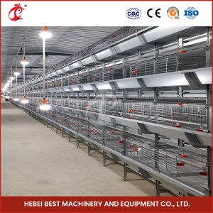 Buy cheap A H Type Full Automatic Brooder Chicken Cage System  Q235 Steel Rustproof Star from wholesalers