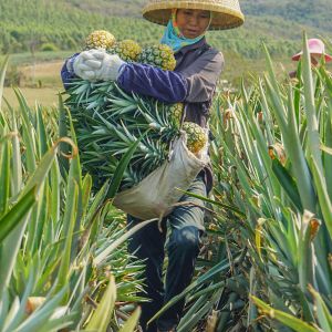 600GDU Bromelain Enzyme Foods Customized Protease Hydrolysis