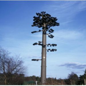 Buy cheap ANSI Bionic Tree Single Tube Camouflage Cell Tower from wholesalers