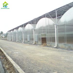 Buy cheap Multi-span Industrial Polycarbonate PC Sheet Tomato Fruit Hydroponic Greenhouse from wholesalers