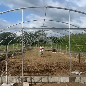 Buy cheap 6x15m Multipurpose Tunnel Greenhouse With Superior Light Transmission from wholesalers