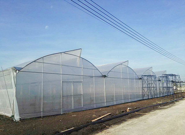 Quality Poly Multi Span Greenhouse With Sawtooth Roof Ventilation 10-60 Meter for sale