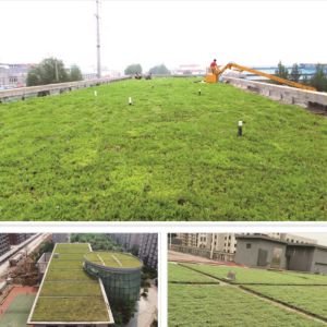 Buy cheap Eco-friendly Sedum Green Roof Modular Tray System for Planting Flowers and Vegetables from wholesalers