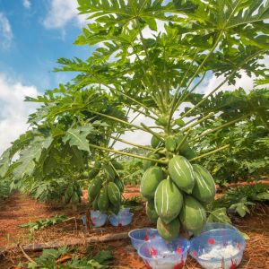 40 Mesh 60 Mesh 80 Mesh papain Protease Enzymes Customized Enzyme Activity