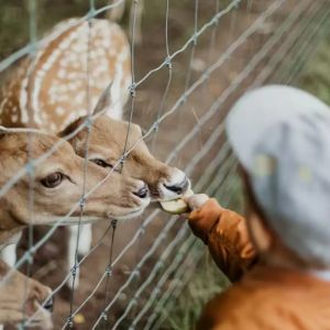 Buy cheap 2.6m Height Rot Proof Hinge Joint Fence Barbered Wire Durable Best Field Fence For Cattle from wholesalers