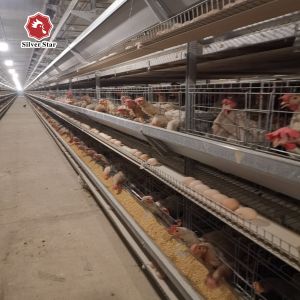 China Cold Galvanized Steel Automatic Poultry Cage With Manure Cleaning System on sale