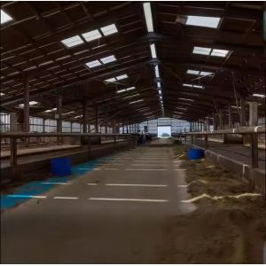 Buy cheap Farmhouse Style Steel Structure Cow Shed Prefabricated Temporary Storage Buildings from wholesalers