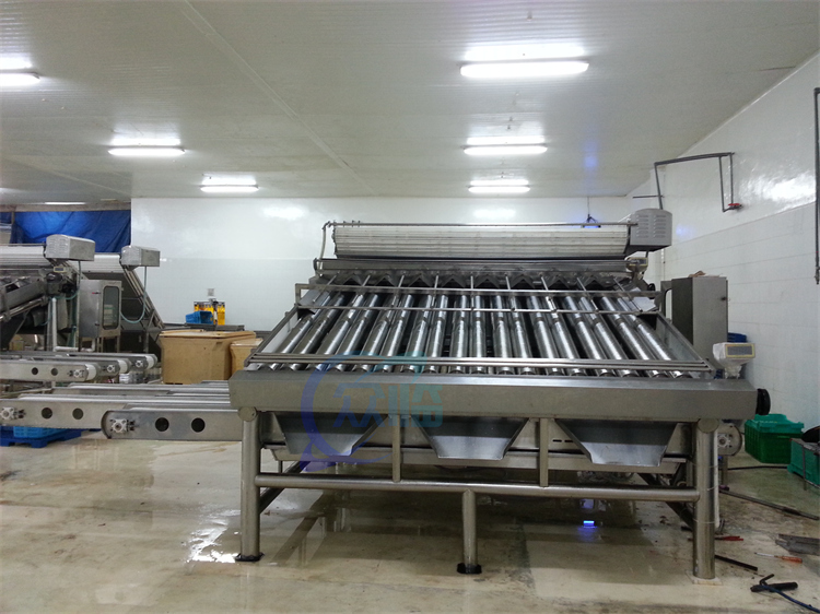 Automatic Fish Grading Machine Sorting Machine Fish Size Grading Machine