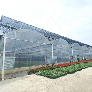 30*10m Poly Tunnel Galvanized Frame Multi-span Agricultural Greenhouse For