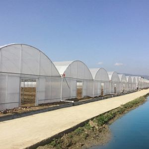 Buy cheap 30*10m Poly Tunnel Galvanized Frame Multi-span Agricultural Greenhouse For Tomato from wholesalers