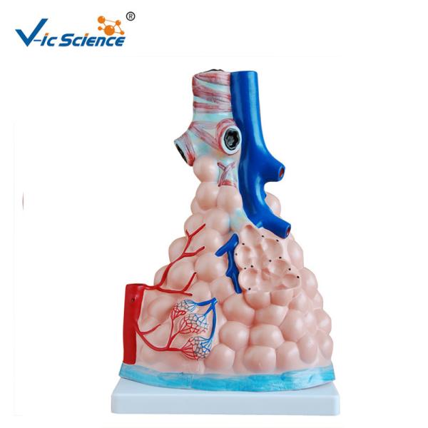 Buy cheap Magnified Pulmonary Alveoli Human Anatomical Model 36x23x12cm from wholesalers