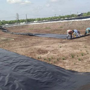 1.5mm 2mm Thick HDPE Plastic Geomembrane for Fish Pond Liner in ASTM GRI-GM13