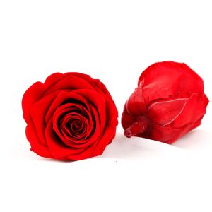 Buy cheap Eco Friendly Diameter 5-6cm No Pollen Real Eternal Roses from wholesalers
