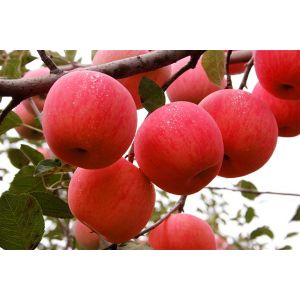 Buy cheap 2018 exporter big red fuji apple (apple:fuji, huaniu, gala, golden,qingguan, red product