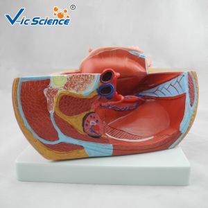 37cm Hospital Teaching 2 Parts PVC Anatomical Pelvis Model