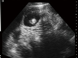 Buy cheap Portable Veterinary Ultrasound Scanner With 3.5MHz Waterproof Mechanical Sector Probe from wholesalers