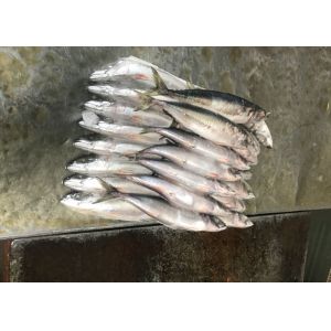 Buy cheap 2019 fresh Frozen Pacific mackerel flash frozen fish iqf Mackerel from wholesalers