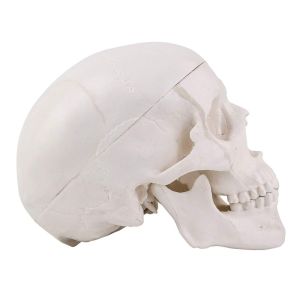 Buy cheap Medical Training 10cm Mini Human Skeleton Model , Plastic Skull Model from wholesalers