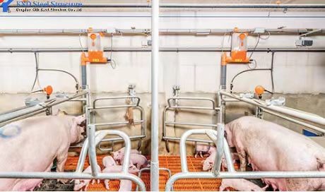 Quality Customized Piggery Shed Steel Structure Animal Husbandry Green House for sale