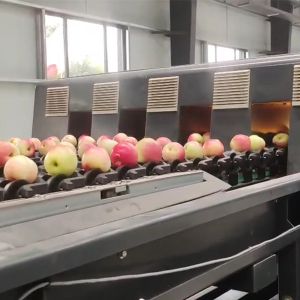 Buy cheap Automatic Apples Sorting Machine 50 - 150mm For Fruit Size Sorting from wholesalers
