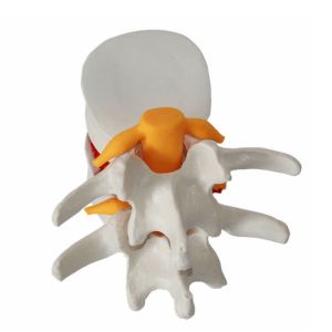 Buy cheap Mini Interactive Anatomical Skeleton Model For Teaching from wholesalers