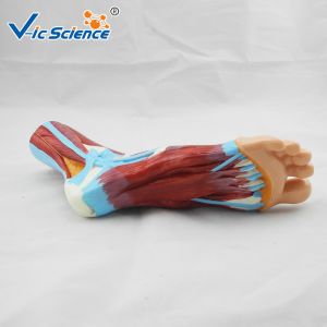 Buy cheap Laboratory Demonstrations Exhibitions 33cm Foot Anatomy Model from wholesalers