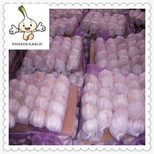 Buy cheap fresh red garlic price pure white for exporting from china from wholesalers