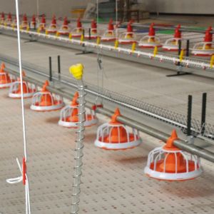 Buy cheap Complete Auto Broiler Poultry Farm System For Chicken Water from wholesalers