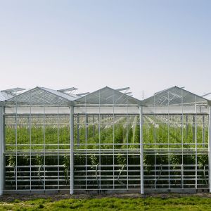 Buy cheap Hydroponic Growing System Venlo Glass Greenhouse Galvanized Steel Frame from wholesalers