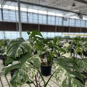 Buy cheap Multi Shading Screen Hydroponic Glass Greenhouse for Flowers within US JX-A00249 from wholesalers