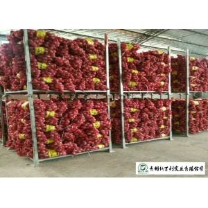 Buy cheap Round Shape Sweet Yellow Onion No Pesticide Residues Without Pollution product
