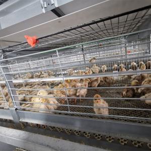Buy cheap One Day Old Baby Chick Cage With Full Automatic System from wholesalers