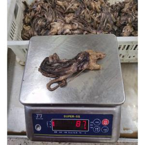 Buy cheap BQF Frozen Giant Squid Head Squid Tentacles NW 60 - 120g from wholesalers