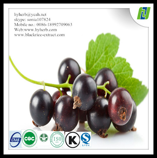 Quality Organic black currant extract powder anthocyanidin for sale