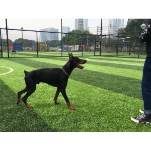 Buy cheap Stem Shape Weaving Technique Artificial Grass with Effective Drainage System from wholesalers