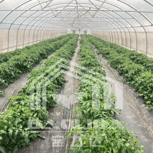 Buy cheap 6x15m Tunnel Greenhouse For Flower And Vegetable Farming Projects from wholesalers