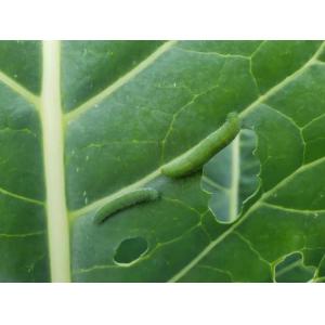 Effective Biological Insecticides No Residue infect cabbage worm eggs