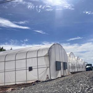 6x15m Tunnel Greenhouse For Vegetable Cultivation With Easy Installation