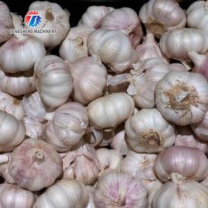 Buy cheap Garlic splitting machine minced garlic processing production Line from wholesalers