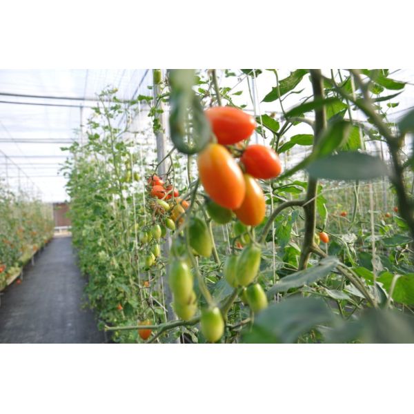 Vertical Farming Container Greenhouse with Substrate Culture System