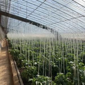 Buy cheap Flower Planting Drip Irrigation System Sunlight Greenhouse with Customized Request from wholesalers