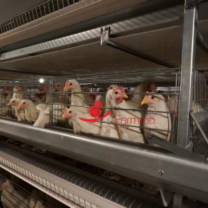 Buy cheap 30000 Layer Chicken Cage System Smart System from wholesalers