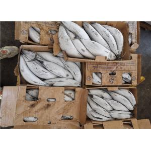 Katsuwonus Pelamis Bulk 2.0kg 2.2kg Frozen Skipjack Tuna