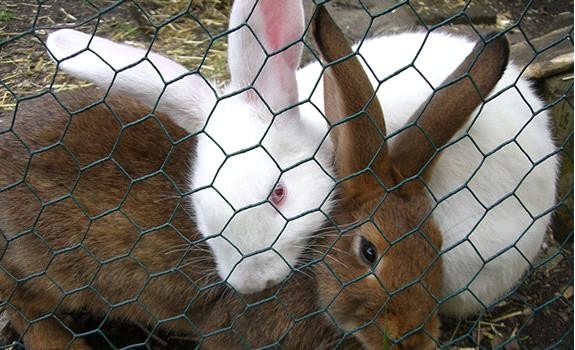 Quality hot sale Rabbit Proof Netting manufacturer for sale