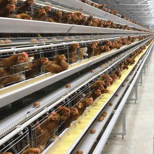 Buy cheap Hot Dipped Broiler H Type Chicken Cage Full Automatic from wholesalers